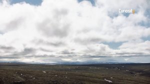 Волки: сила стаи