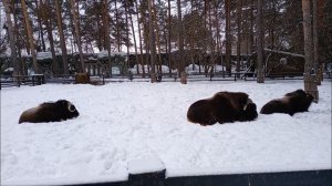 Овцебыки сидят в одном вольере, но общаться не желают 10.03.2026