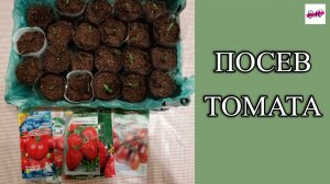 ПОСЕВ ТОМАТА ПРОРОЩЕННЫМИ СЕМЕНАМИ 2026.