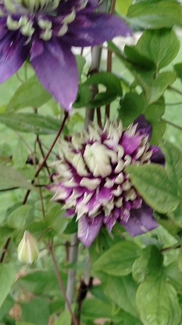 #Клематис 'Тайга' в нашем саду.