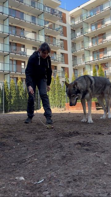 Влчак с прищепкой