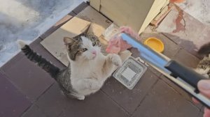 🔥коты поют, Клёпа и танцует теперь, Енот подаевает🐈⬛🐈