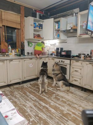 #хаски наелись и убежали