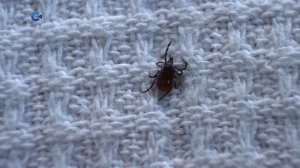 В Карелии закупят дополнительную партию вакцин против клещевого энцефалита