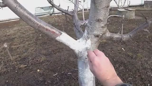 Какие работы нужно сделать в саду в марте 🌱 Важные весенние работы в саду