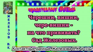 Черешни, вишни, чере-вишни - на что прививать. Сад Железовых.