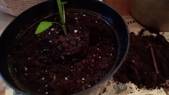 ПЕРЕВАЛКА РАССАДЫ.