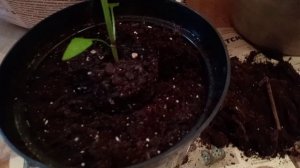 ПЕРЕВАЛКА РАССАДЫ.