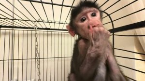 Николь ест только со мной и нужно точно знать как она любит сидеть, а то есть НЕ БУДЕТ😁