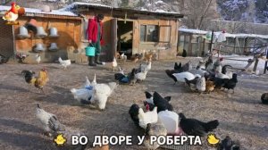 Содержание кур в домашних условиях и других птиц во дворе у Роберта 🐣🐤🦆🐔🪿🦃 (444)