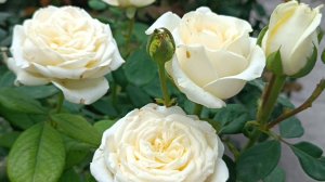 Жемчужная роза