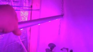 ЗДРАВСТВУЙ ОЕДЕМА на ТОМАТАХ. Что делать