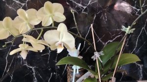 Совершенно необычный обычный фаленопсис. Ароматная Орхидея из простого супермаркета Пятёрочка.