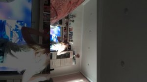 131.mp4 мяу-мяу