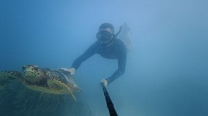 Тайланд 2015 год дайв с черепахой.