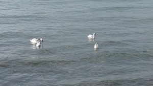 Лебеди на "Черепашке".