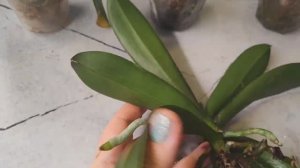 Не прозевай❗Или инфекция от корня погубит орхидею