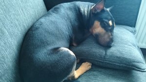 Стич - жених