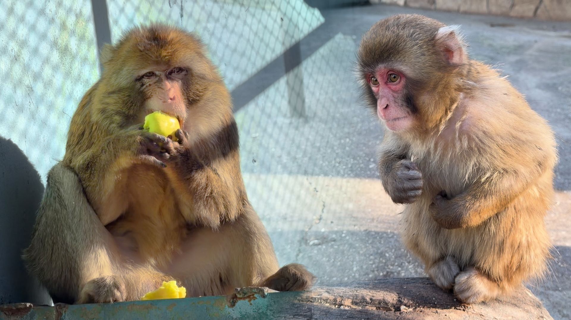 Жадность — второе счастье обезьян! Очень жестокие макаки! Людям нужны трагедии и слезливые истории!