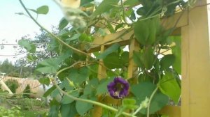 Видео привет с 6 соток 10 августа 2021 года.