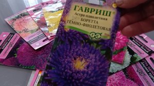 Вот такие астры хочу вырастить в 2026 году.