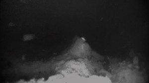 что то интересное на дне