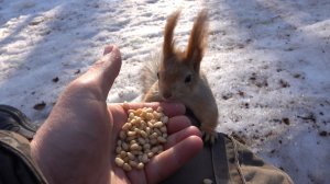 Немного о Балерине. Зарисовка