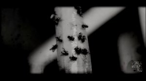 МУХИ.. Страшные истории на ночь.