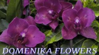 №1180/ ОРХИДЕИ красавицы со СКИДКОЙ 25% в DOMENIKA FLOWERS
