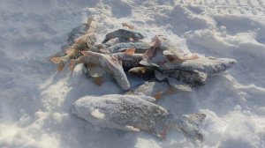 ВТОРАЯ ПОПЫТКА НАЛОВИТЬ РЫБЫ НА ЭТОЙ РЕКЕ.