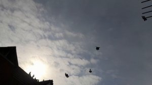 Николаевские голуби молоденькая