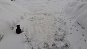 На улице котик Тишка.