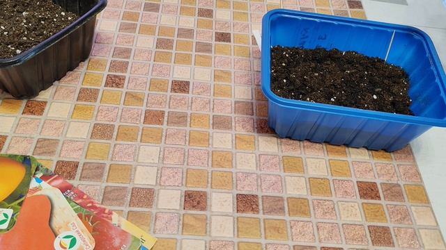 Сварила сыр. Посеяла базилик и томаты.