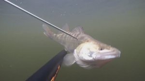 ПОДВОДНАЯ ОХОТА В РЕКЕ ВОЛГА