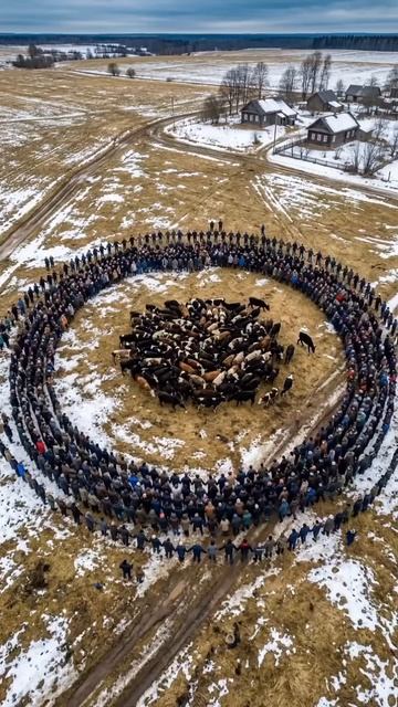 Давайте вместе поддержим #РоссийскихФермеров