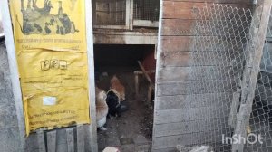 И снова путь - дорога! О курах, о растениях и просто жизнь на юге.