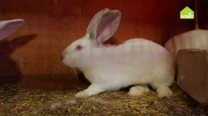 РАЗМНОЖАЕМ КРОЛИКОВ. Как подсадить крольчиху в клетку к кролику. Выводим крольчат. Лайфхаки!