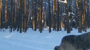 Фото ловушка