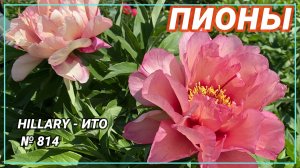 ПИОН "HILLARY - ИТО"/Сад Ворошиловой