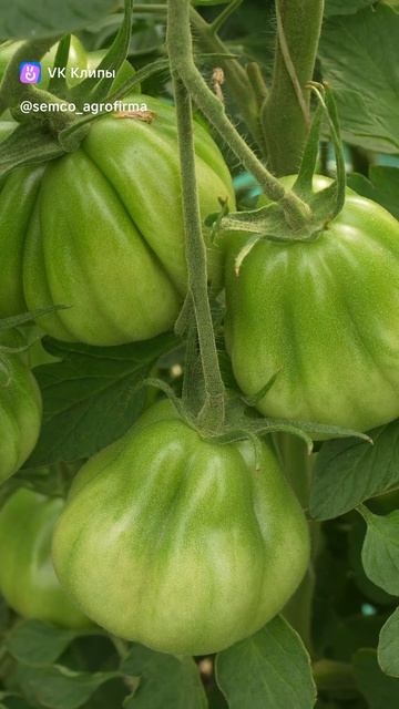 525. Томат Хинкали красный