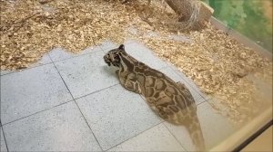 Самка дымчатого леопарда после завтрака отдыхает 05.03.2026