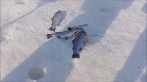 Большое количество поимок форели после запуска. Рыбалка на спорт зоне. Клёвое место лосиный остров