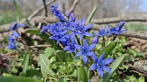 Очарование весны/ Пролеска #первоцветы #природа #весенниецветы #пейзаж #отдых #красотаприроды #пчела