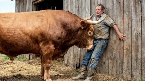 Бык Напал На Фермера И Прижал Его Рогами К Стене! То, Что Случилось Дальше, Шокировало Всех!