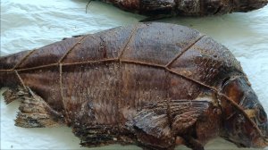 КОПТИМ ЛЕЩА НА ДАЧЕ ‼️ ПРОСТО ХОРОШИЙ ДЕНЬ