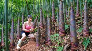 Сбор урожая побегов бамбука в глухом лесу и кукурузы. Выращиваю цветную капусту, имбирь, арбуз. Нхат