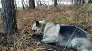 Взял собаку на коп. Видос полный  будет позже