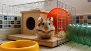 хомяк и его колесо, грызун-гурман, пушистый непоседа, любопытный пузан, грызун-спортсмен