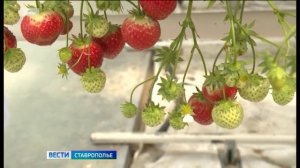 Первый урожай клубники собирают на Ставрополье