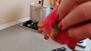 пробуем питахаю